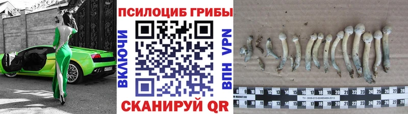 Псилоцибиновые грибы мицелий  Купить  Сусуман 